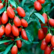 Саджанець Годжі Магія Любові в контейнері